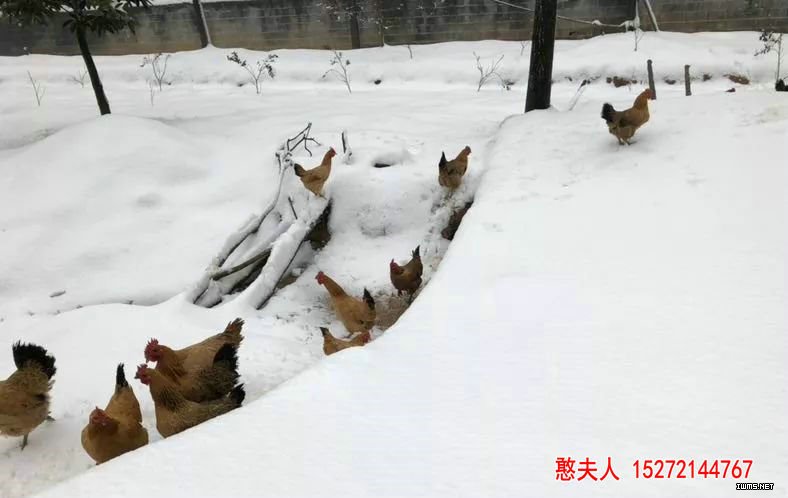 远安下雪了（憨夫人）